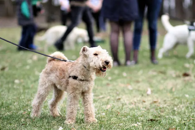 small dog on a leash with other dogs and people in the background