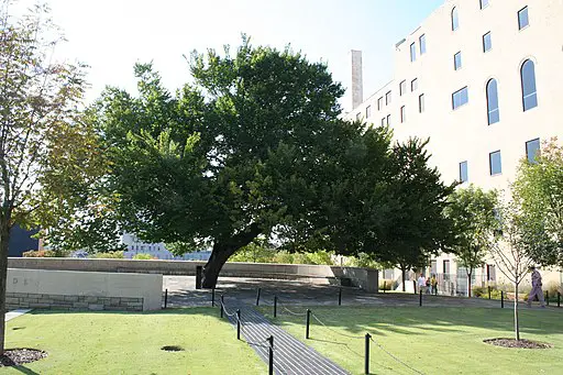 survivor tree at the oklahoma city national memorial