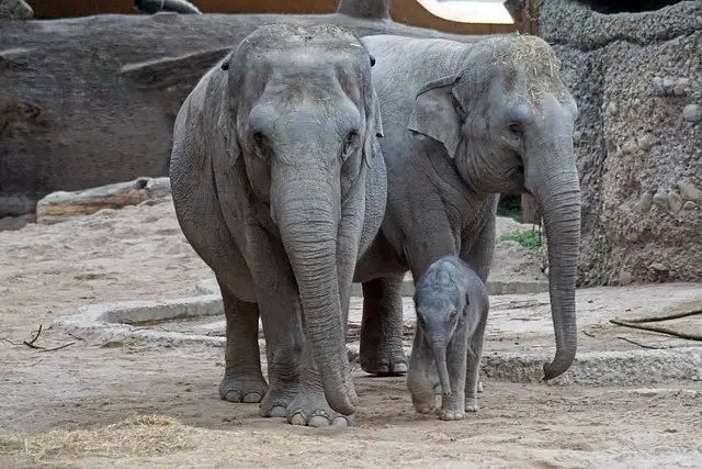 family of asian elephants