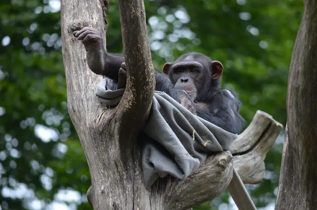 chimp in a tree