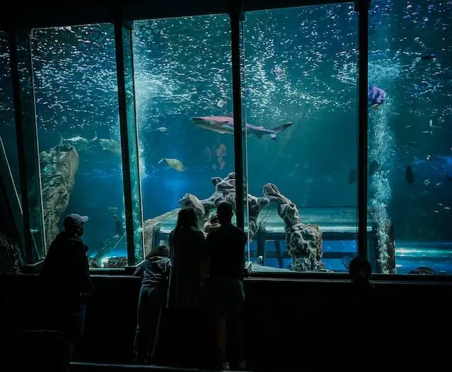 people looking into large aquarium