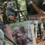 collage of zoo animals