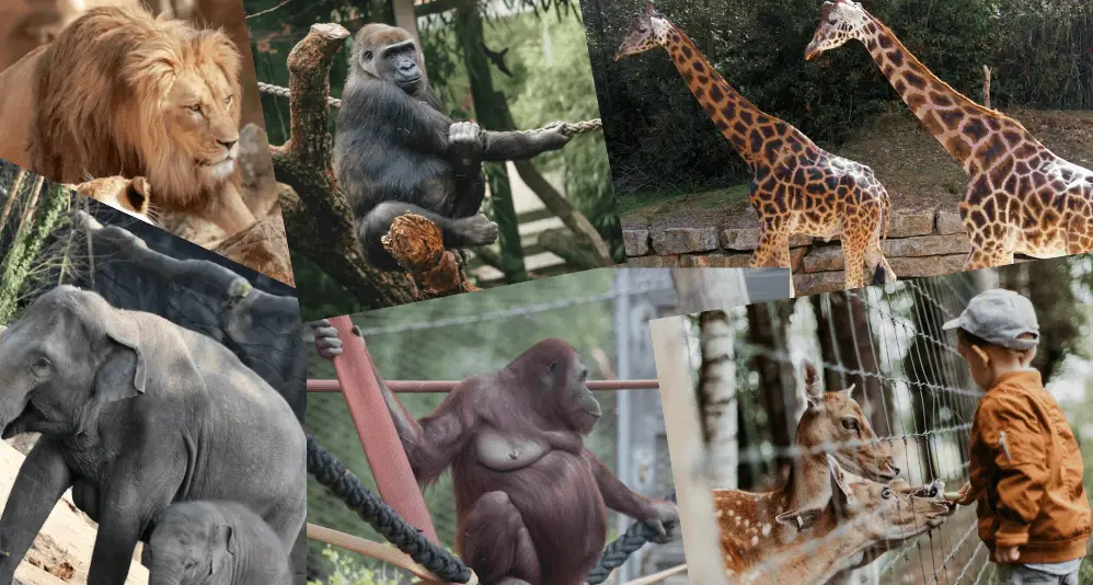 collage of zoo animals