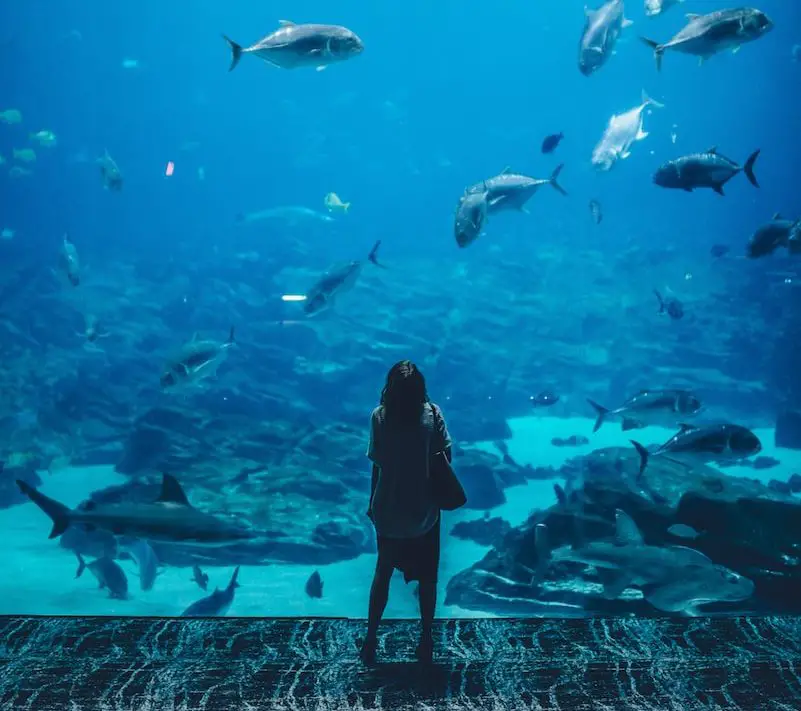 woman standing infront of aquarium with shoal of fish