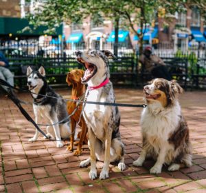 four dogs sitting on a brick patio