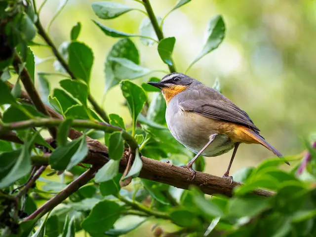 bird sitting on a branch