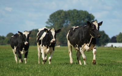 Take a Tour of Braum’s Family Farm in Tuttle