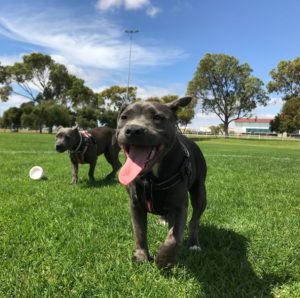 2 dogs, 1 running with his tongue open and the other running close behind