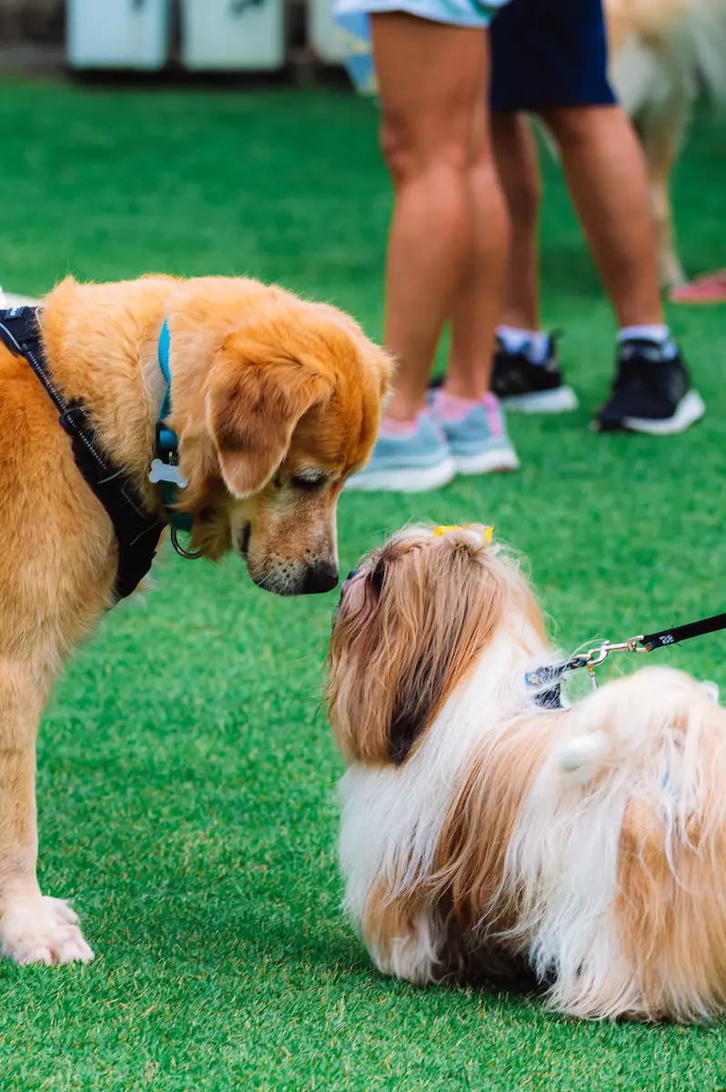 2 dogs on the grass smelling each other nose to nose