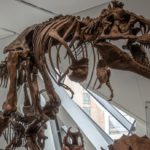 dinosaur bones exhibit in a museum