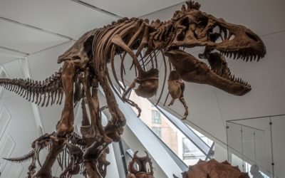 Visit the Skeleton Museum:  What to Expect at the Museum of Osteology