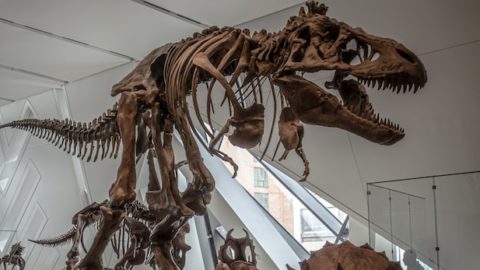 Visit the Skeleton Museum: What to Expect at the Museum of Osteology