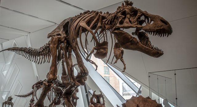 dinosaur bones exhibit in a museum