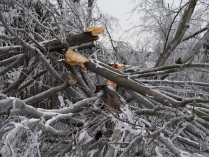 broken tree branches from an ice storm