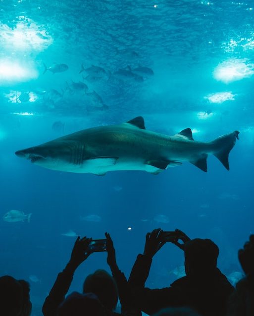 shark swimming in an aquarium with people taking photos