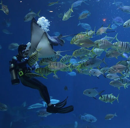 man in scuba gear underwater petting a stingray with other fish around