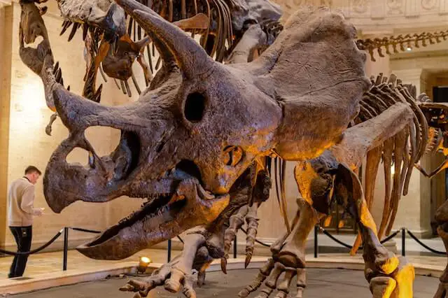 triceratops bones in a museum