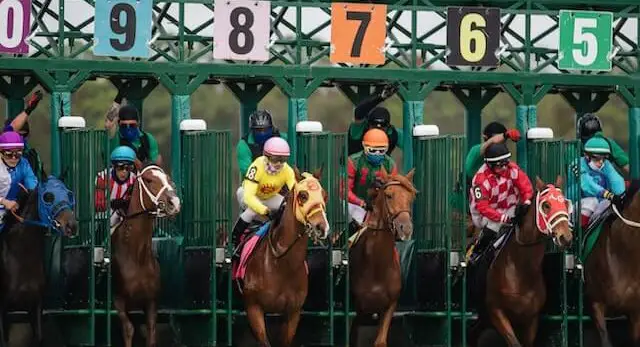 horses lined up to race