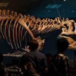 bones of a t-rex inside a museum with spectators looking at it