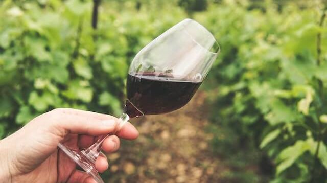 hand holding glass of wine in vineyard