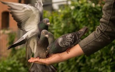 The American Pigeon Museum & Library: Discovering the Hidden World of Pigeons