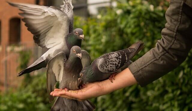 several pigeons eating out of someone's hand