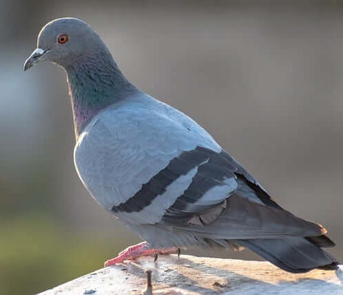 side view of a pigeon