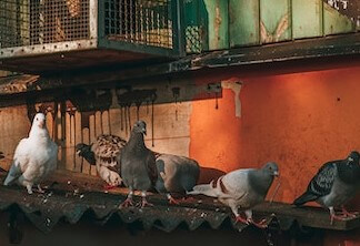 pigeons on a rooftop