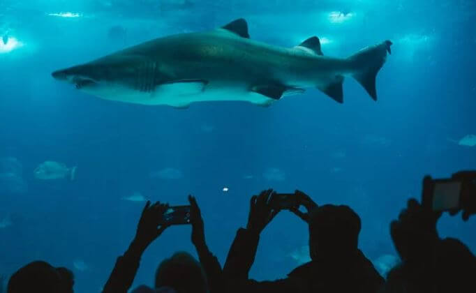 people taking photo of a shark in an underwater aquarium