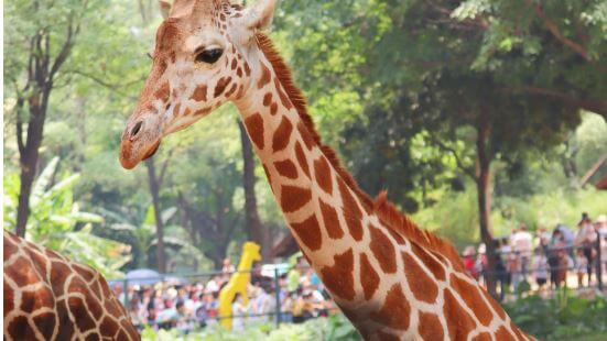 giraffe at the zoo